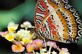 cethosia biblis